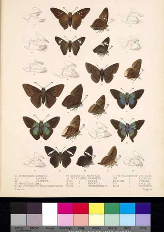 Reproducción/Reproduction 35473839550: Biologia Centrali-Americana :. [London :Published for the editors by R. H. Porter],1879-1915