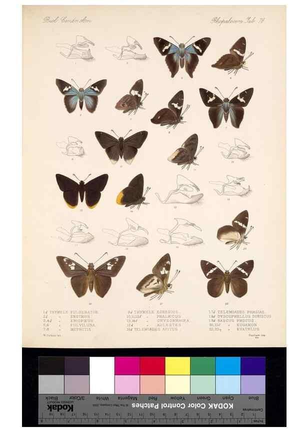 Reproducción/Reproduction 35473842670: Biologia Centrali-Americana :. [London :Published for the editors by R. H. Porter],1879-1915