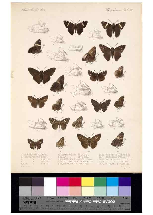 Reproducción/Reproduction 35473848620: Biologia Centrali-Americana :. [London :Published for the editors by R. H. Porter],1879-1915