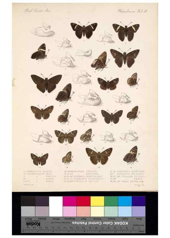 Reproducción/Reproduction 35473848620: Biologia Centrali-Americana :. [London :Published for the editors by R. H. Porter],1879-1915
