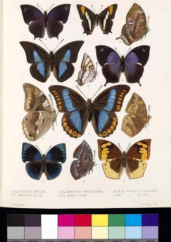 Reproducción/Reproduction 35052420273: Biologia Centrali-Americana :. [London :Published for the editors by R. H. Porter],1879-1915