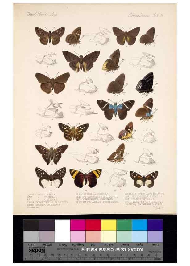 Reproducción/Reproduction 35473851610: Biologia Centrali-Americana :. [London :Published for the editors by R. H. Porter],1879-1915