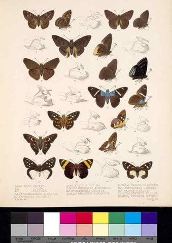 Reproducción/Reproduction 35473851610: Biologia Centrali-Americana :. [London :Published for the editors by R. H. Porter],1879-1915