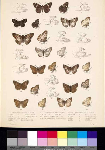 Reproducción/Reproduction 35729838331: Biologia Centrali-Americana :. [London :Published for the editors by R. H. Porter],1879-1915