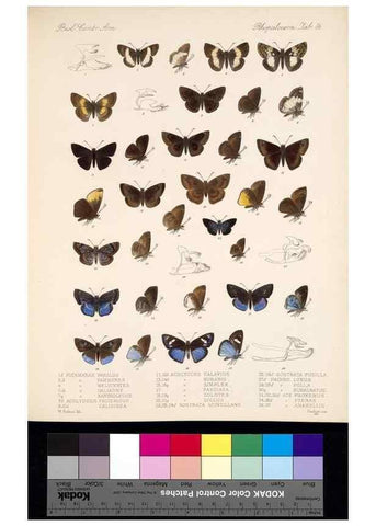 Reproducción/Reproduction 35729840471: Biologia Centrali-Americana :. [London :Published for the editors by R. H. Porter],1879-1915