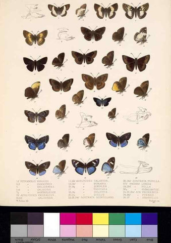Reproducción/Reproduction 35729840471: Biologia Centrali-Americana :. [London :Published for the editors by R. H. Porter],1879-1915