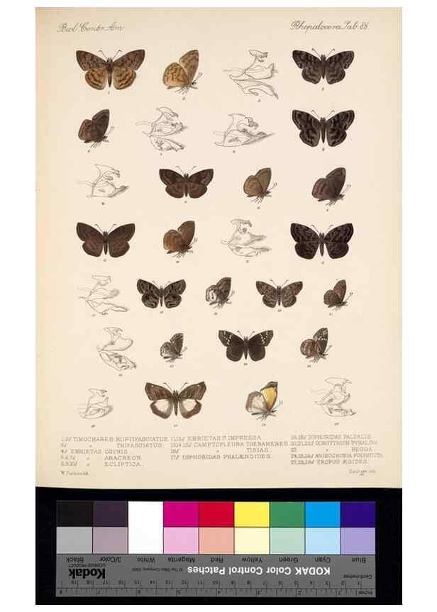 Reproducción/Reproduction 35820942246: Biologia Centrali-Americana :. [London :Published for the editors by R. H. Porter],1879-1915