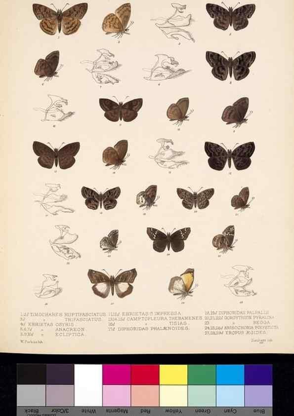 Reproducción/Reproduction 35820942246: Biologia Centrali-Americana :. [London :Published for the editors by R. H. Porter],1879-1915