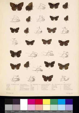 Reproducción/Reproduction 35021826334: Biologia Centrali-Americana :. [London :Published for the editors by R. H. Porter],1879-1915