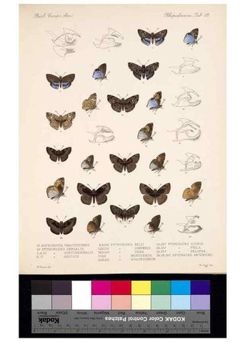 Reproducción/Reproduction 35473855480: Biologia Centrali-Americana :. [London :Published for the editors by R. H. Porter],1879-1915