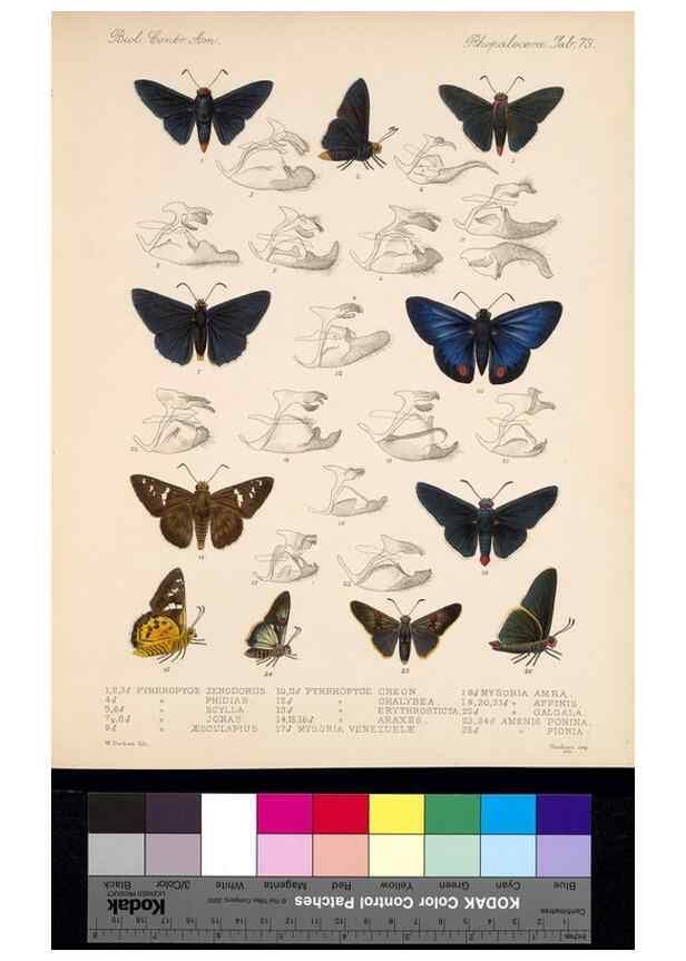 Reproducción/Reproduction 35861585885: Biologia Centrali-Americana :. [London :Published for the editors by R. H. Porter],1879-1915