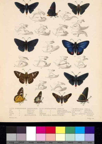 Reproducción/Reproduction 35861585885: Biologia Centrali-Americana :. [London :Published for the editors by R. H. Porter],1879-1915