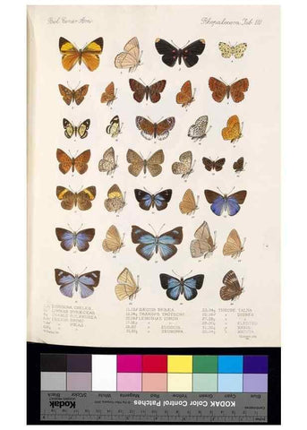 Reproducción/Reproduction 35052423383: Biologia Centrali-Americana :. [London :Published for the editors by R. H. Porter],1879-1915