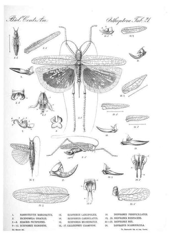 Reproducción/Reproduction 35821242156: Biologia Centrali-Americana :. [London :Published for the editors by R. H. Porter],1879-1915