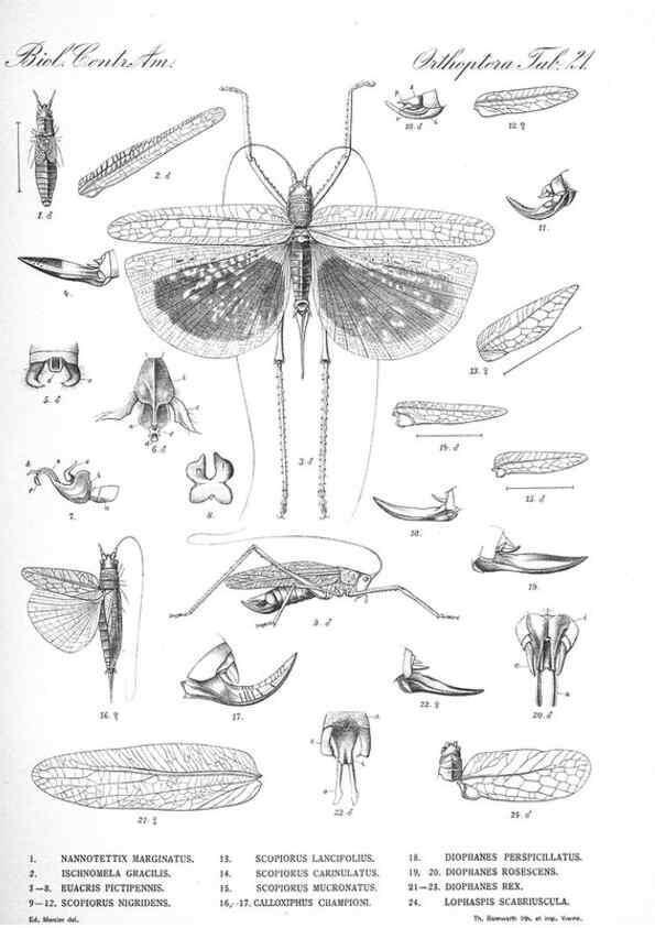 Reproducción/Reproduction 35821242156: Biologia Centrali-Americana :. [London :Published for the editors by R. H. Porter],1879-1915