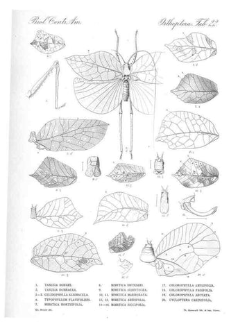 Reproducción/Reproduction 35821243796: Biologia Centrali-Americana :. [London :Published for the editors by R. H. Porter],1879-1915