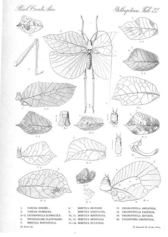 Reproducción/Reproduction 35821243796: Biologia Centrali-Americana :. [London :Published for the editors by R. H. Porter],1879-1915