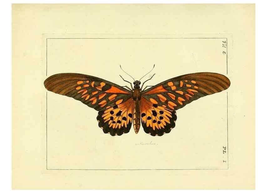 Reproducción/Reproduction 35692811042: Illustrations of natural history.. London,Printed for the author and sold by B. White,1770-82.