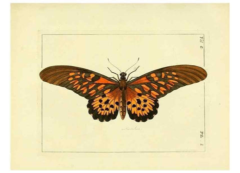 Reproducción/Reproduction 35692811042: Illustrations of natural history.. London,Printed for the author and sold by B. White,1770-82.