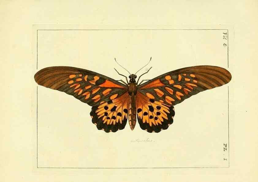 Reproducción/Reproduction 35692811042: Illustrations of natural history.. London,Printed for the author and sold by B. White,1770-82.