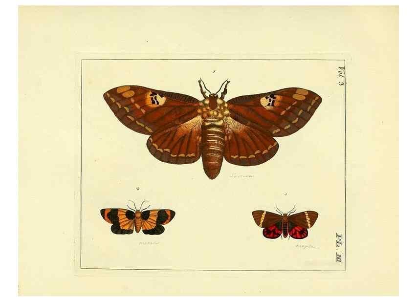 Reproducción/Reproduction 35692812202: Illustrations of natural history.. London,Printed for the author and sold by B. White,1770-82.
