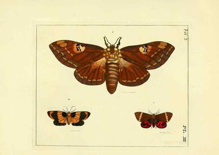 Reproducción/Reproduction 35692812202: Illustrations of natural history.. London,Printed for the author and sold by B. White,1770-82.