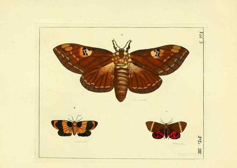 Reproducción/Reproduction 35692812202: Illustrations of natural history.. London,Printed for the author and sold by B. White,1770-82.