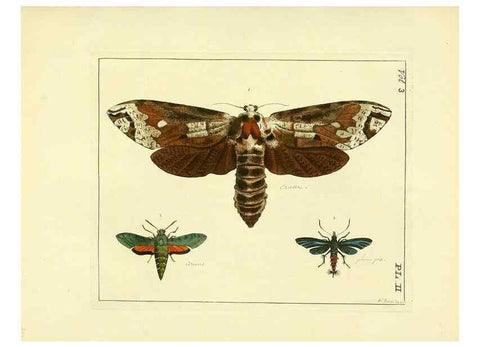 Reproducción/Reproduction 35692813662: Illustrations of natural history.. London,Printed for the author and sold by B. White,1770-82.
