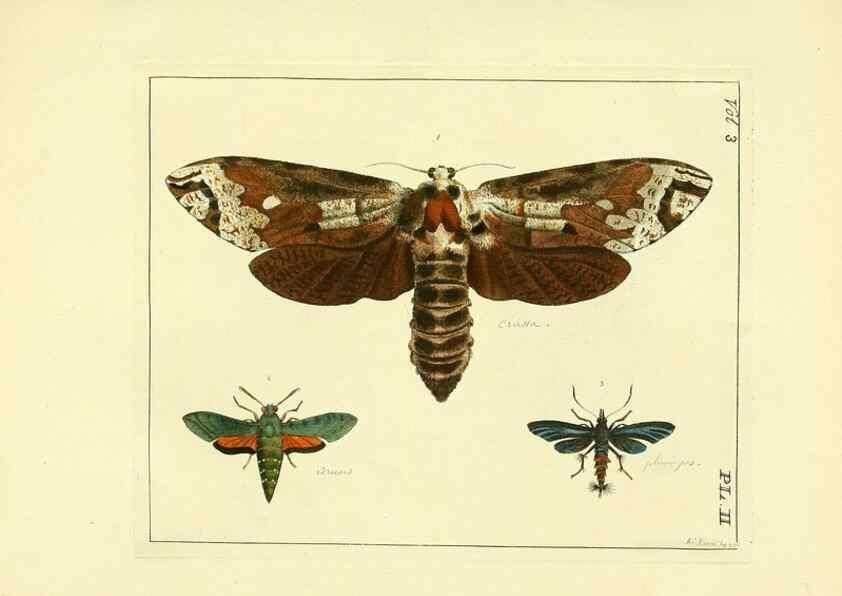 Reproducción/Reproduction 35692813662: Illustrations of natural history.. London,Printed for the author and sold by B. White,1770-82.