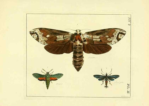 Reproducción/Reproduction 35692813662: Illustrations of natural history.. London,Printed for the author and sold by B. White,1770-82.