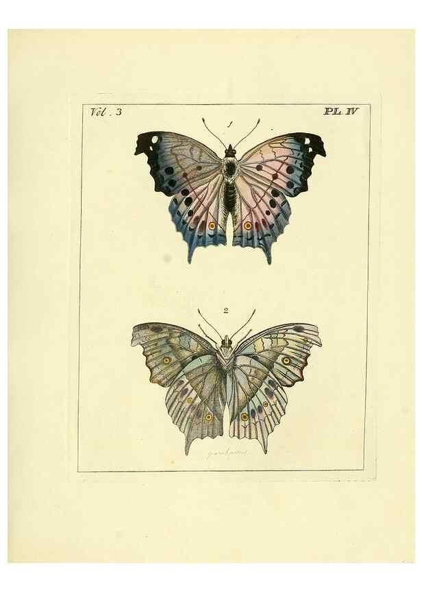 Reproducción/Reproduction 35692814612: Illustrations of natural history.. London,Printed for the author and sold by B. White,1770-82.