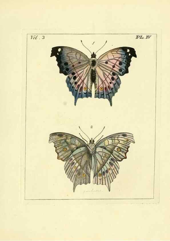 Reproducción/Reproduction 35692814612: Illustrations of natural history.. London,Printed for the author and sold by B. White,1770-82.