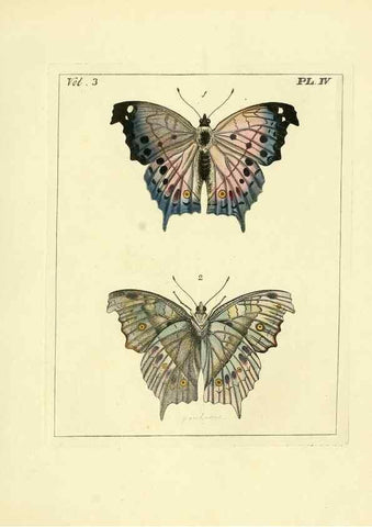 Reproducción/Reproduction 35692814612: Illustrations of natural history.. London,Printed for the author and sold by B. White,1770-82.