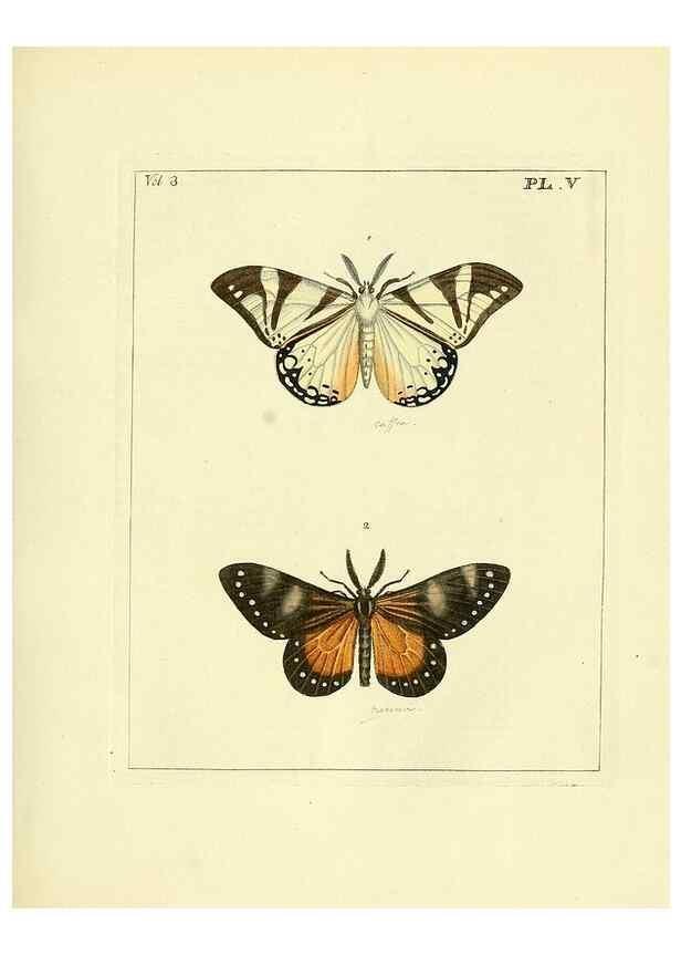 Reproducción/Reproduction 35692815502: Illustrations of natural history.. London,Printed for the author and sold by B. White,1770-82.