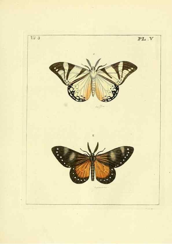 Reproducción/Reproduction 35692815502: Illustrations of natural history.. London,Printed for the author and sold by B. White,1770-82.