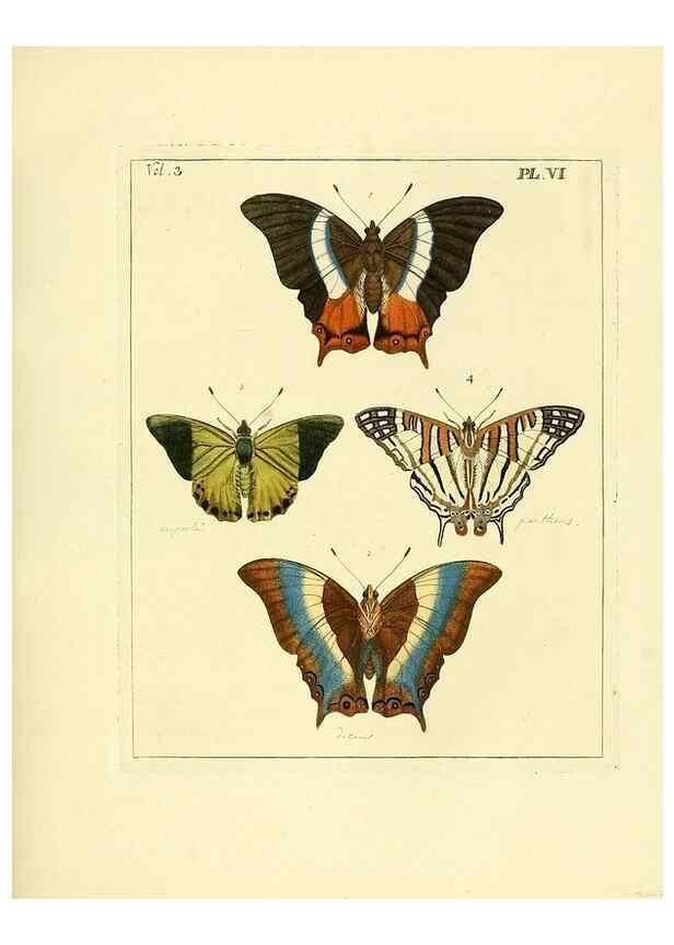 Reproducción/Reproduction 35692816552: Illustrations of natural history.. London,Printed for the author and sold by B. White,1770-82.