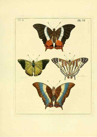 Reproducción/Reproduction 35692816552: Illustrations of natural history.. London,Printed for the author and sold by B. White,1770-82.