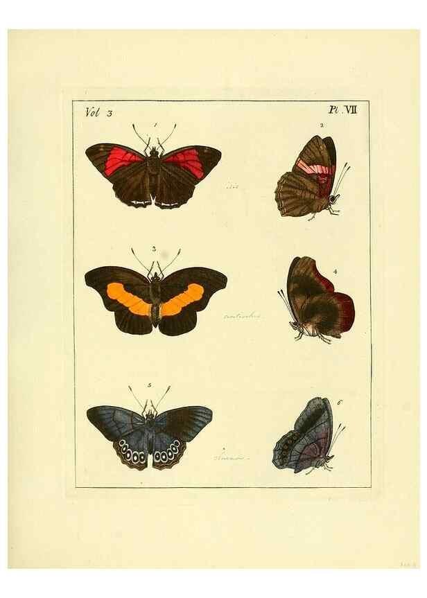 Reproducción/Reproduction 35692817752: Illustrations of natural history.. London,Printed for the author and sold by B. White,1770-82.