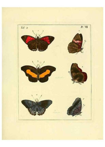 Reproducción/Reproduction 35692817752: Illustrations of natural history.. London,Printed for the author and sold by B. White,1770-82.