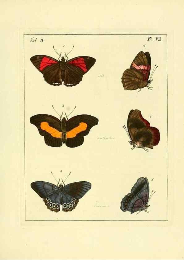 Reproducción/Reproduction 35692817752: Illustrations of natural history.. London,Printed for the author and sold by B. White,1770-82.
