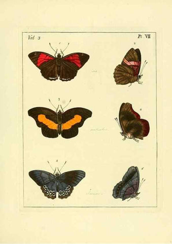 Reproducción/Reproduction 35692817752: Illustrations of natural history.. London,Printed for the author and sold by B. White,1770-82.