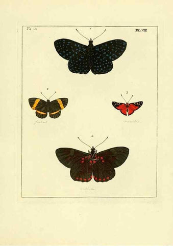 Reproducción/Reproduction 35692819632: Illustrations of natural history.. London,Printed for the author and sold by B. White,1770-82.
