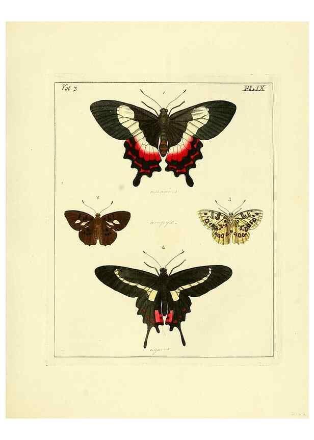 Reproducción/Reproduction 35692821292: Illustrations of natural history.. London,Printed for the author and sold by B. White,1770-82.