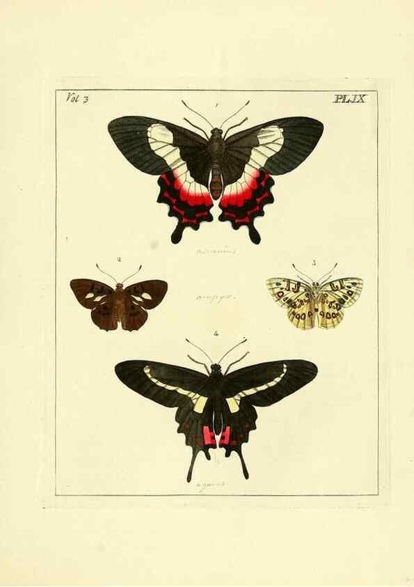 Reproducción/Reproduction 35692821292: Illustrations of natural history.. London,Printed for the author and sold by B. White,1770-82.