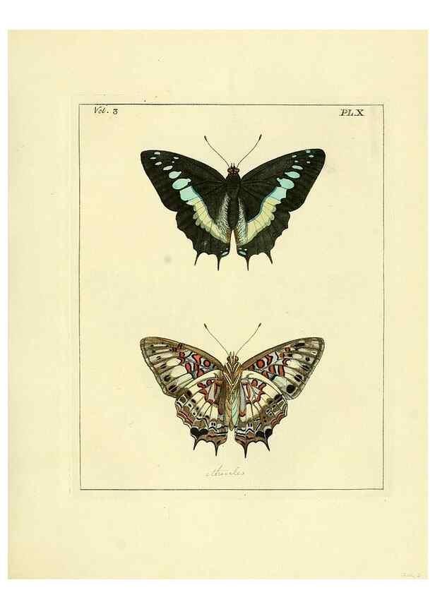 Reproducción/Reproduction 35692823272: Illustrations of natural history.. London,Printed for the author and sold by B. White,1770-82.