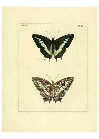 Reproducción/Reproduction 35692823272: Illustrations of natural history.. London,Printed for the author and sold by B. White,1770-82.