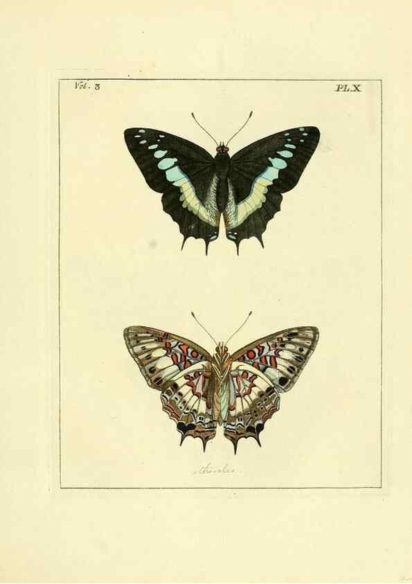 Reproducción/Reproduction 35692823272: Illustrations of natural history.. London,Printed for the author and sold by B. White,1770-82.