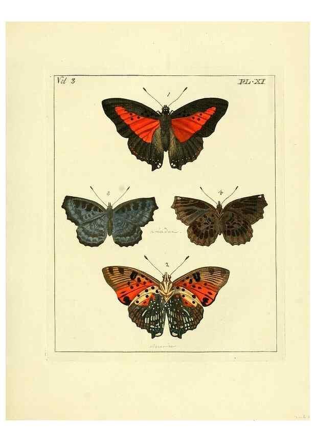 Reproducción/Reproduction 35692825522: Illustrations of natural history.. London,Printed for the author and sold by B. White,1770-82.