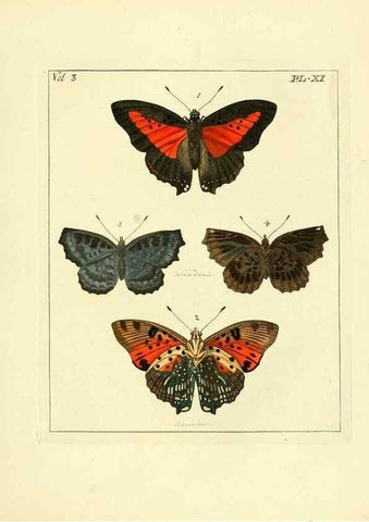 Reproducción/Reproduction 35692825522: Illustrations of natural history.. London,Printed for the author and sold by B. White,1770-82.