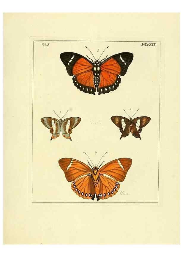 Reproducción/Reproduction 35730223451: Illustrations of natural history.. London,Printed for the author and sold by B. White,1770-82.